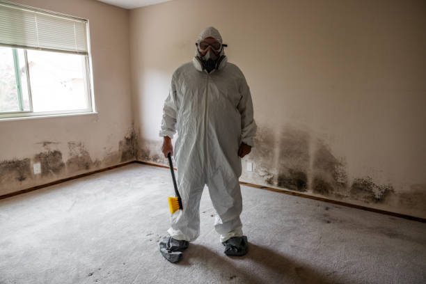 Best Local Mold Removal Service  in Zephyrhills, FL