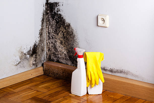 Best Crawl Space Mold Removal  in Zephyrhills, FL