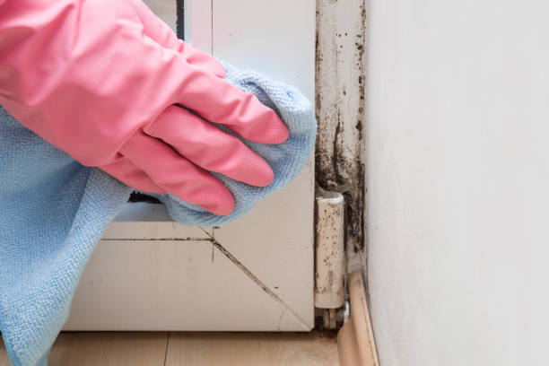 Best Mold Remediation Experts  in Zephyrhills, FL
