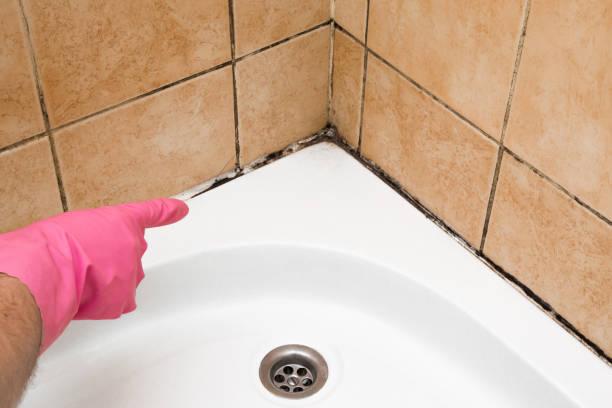 Best Mold Damage Repair  in Zephyrhills, FL